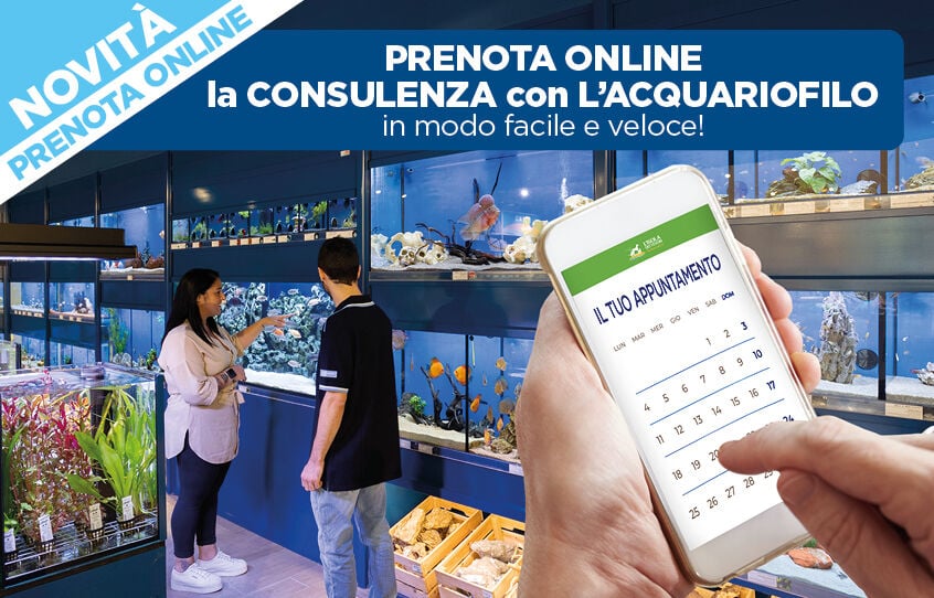 Prenota subito qui la tua consulenza